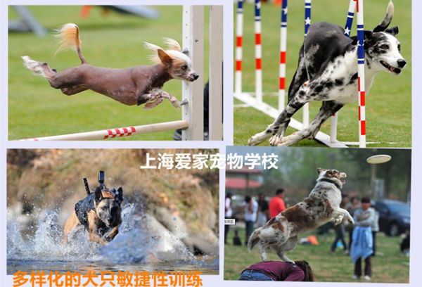 狗狗训练组合图_副本.jpg