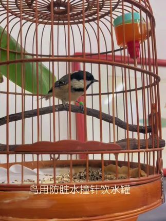焦上宠物:贝子鸟贝子鸟叫声贝子饮水罐红子鸟水杯防脏水罐#贝子鸟 #贝子鸟食 #贝子鸟叫 #红子鸟 #贝子鸟饮水罐