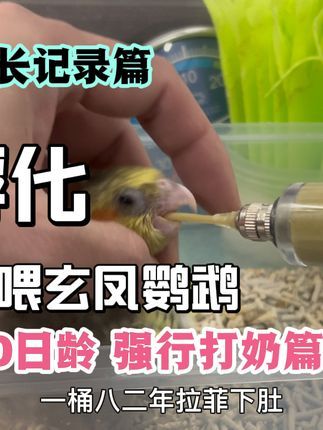 焦上宠物:手养珍珠玄凤鹦鹉 强行打奶 #萌宠出道计划 #鹦鹉 #手养鹦鹉 #手养珍珠玄凤鹦鹉
