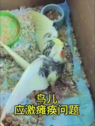 焦上宠物:#养鸟经验分享 #玄凤鹦鹉 #手养玄凤 #养鹦鹉日记 #鹦鹉瘫痪 鹦鹉应激瘫痪问题解析