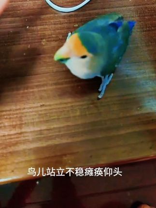 焦上宠物:#养鹦鹉日记 #手养鸟日常 #养鸟经验分享 #牡丹鹦鹉 #手养鹦鹉 鹦鹉瘫痪站立不稳