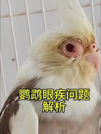 焦上宠物:#养鸟经验分享 #养鹦鹉日记 #手养鸟日常 #玄凤鹦鹉 #玄凤鹦鹉眼疾 鹦鹉眼疾问题解析