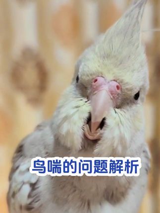 焦上宠物:#养鸟经验分享 #养鹦鹉日记 #养殖技术交流 #玄凤鹦鹉 #鹦鹉喘 鹦鹉喘的问题解析
