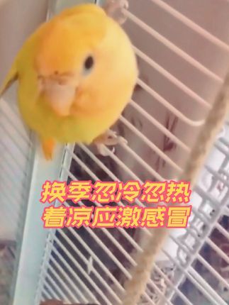 焦上宠物:#养鸟经验分享 #养鹦鹉日记 #手养鸟日常 #牡丹鹦鹉 #牡丹鹦鹉感冒 鹦鹉近期感冒的很多,忽冷忽热着凉应激导致甩鼻咳嗽,肠道不适后水绿便