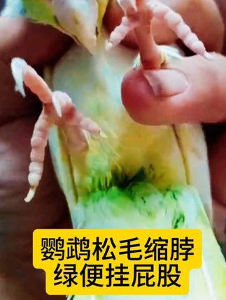 焦上宠物:#养鸟经验分享 #养鹦鹉日记 #手养鸟日常 #鹦鹉拉稀怎么办 #玄凤鹦鹉拉稀 玄凤鹦鹉拉稀绿水黏便问题解析,换季有关忽冷忽热着凉引起肠道不适导致松毛缩脖不精神。首先补暖补食补水防止脱水饿到,再调理。