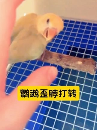 焦上宠物:#养鸟经验分享 #养鹦鹉日记 #牡丹鹦鹉歪脖 #牡丹鹦鹉 #萌宠出道计划 牡丹鹦鹉歪脖打转问题解析,土元是最好的调理材料
