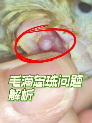 焦上宠物:#养鸟经验分享 #养鹦鹉日记 #手养玄凤 #手养鸟日常 #养殖技术交流 鹦鹉口腔毛滴虫念珠菌伴生问题解析