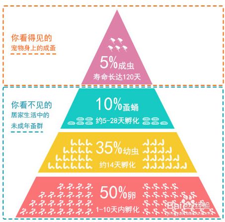清理狗狗身上跳蚤的四种方法