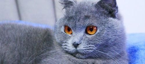 《我的世界》猫狗兽召唤指令攻略（如何轻松召唤猫狗兽）