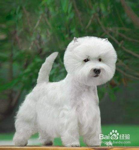 如何挑选西高地犬