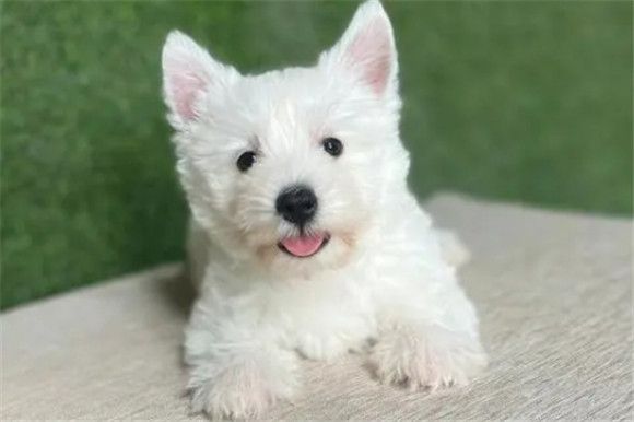 西高地犬的优缺点