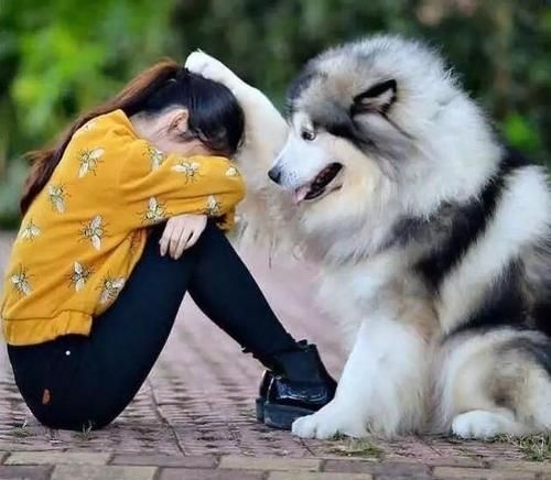 “懒人”不适合养狗?这6种运动量小的狗狗了解一下