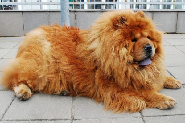 “懒人”不适合养狗?这6种运动量小的狗狗了解一下