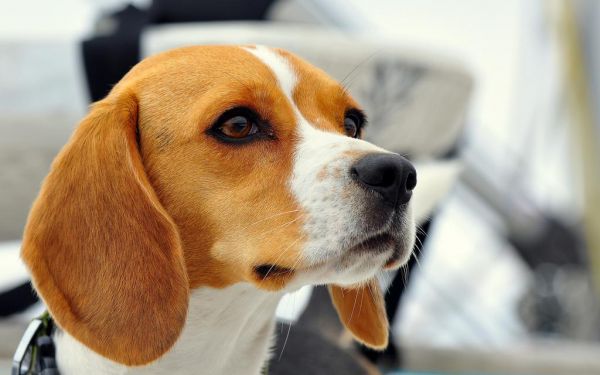 比格犬图片
