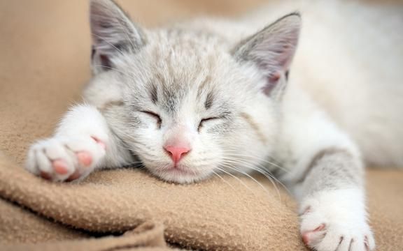 小猫咪的萌睡姿