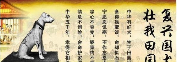它叫有灵性忠心不骄傲的土狗，也叫中华田园犬！
