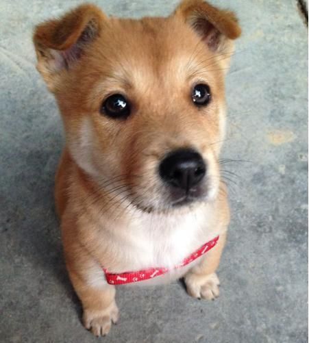它叫有灵性忠心不骄傲的土狗，也叫中华田园犬！