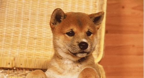 它叫有灵性忠心不骄傲的土狗，也叫中华田园犬！