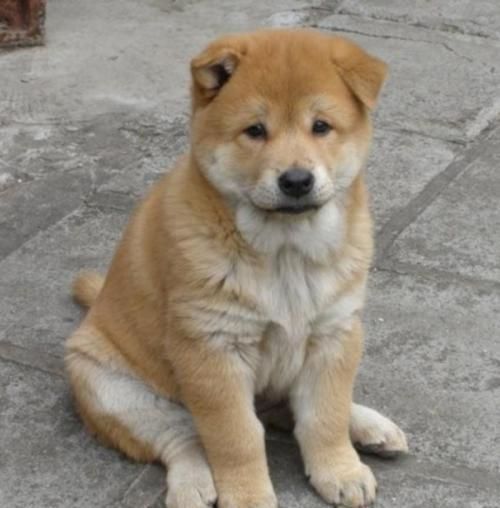 它叫有灵性忠心不骄傲的土狗，也叫中华田园犬！