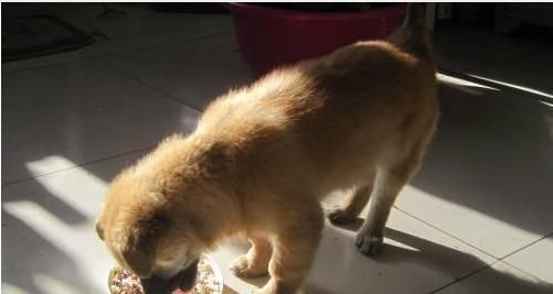 它叫有灵性忠心不骄傲的土狗，也叫中华田园犬！