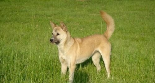 它叫有灵性忠心不骄傲的土狗，也叫中华田园犬！