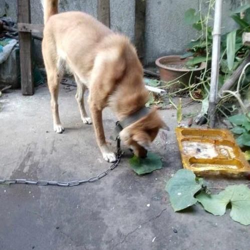 它叫有灵性忠心不骄傲的土狗，也叫中华田园犬！