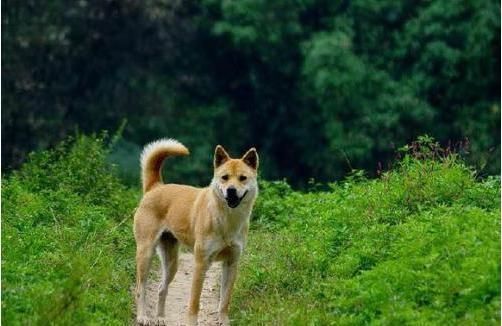 它叫有灵性忠心不骄傲的土狗，也叫中华田园犬！