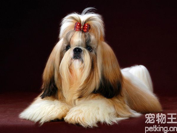 西施犬