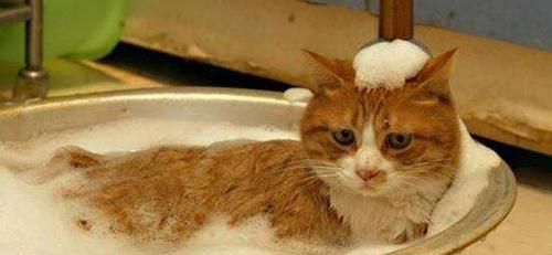 小猫能用肥皂洗澡吗（宠物护理的误区与正确方法）