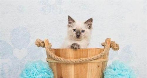 小猫能用肥皂洗澡吗（宠物护理的误区与正确方法）
