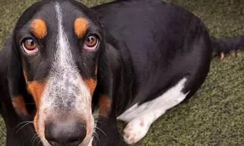 比格犬耳道清洁的重要性（宠物健康从耳朵开始，不可忽视比格犬耳道清洁）