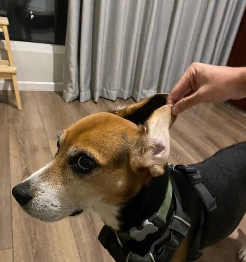 比格犬耳道清洁的重要性（宠物健康从耳朵开始，不可忽视比格犬耳道清洁）