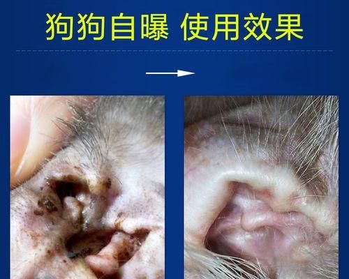 治疗狗狗中耳炎的正确方法（药物治疗+日常护理）