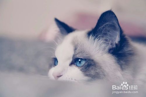 如何让猫咪主动亲近你