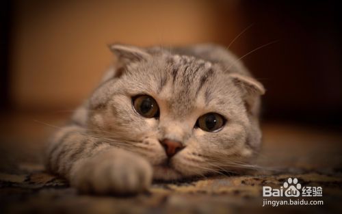 如何让猫咪主动亲近你