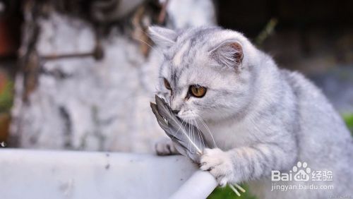 如何让猫咪主动亲近你