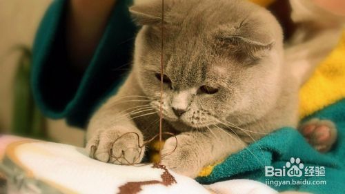 如何让猫咪主动亲近你