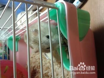 仓鼠的毛球症是什么样子的？