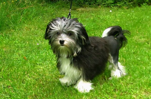 全球最昂贵的 16 个犬种