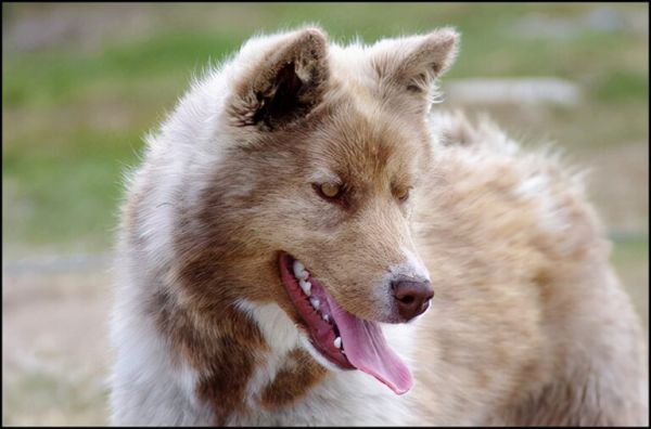 全球最昂贵的 16 个犬种