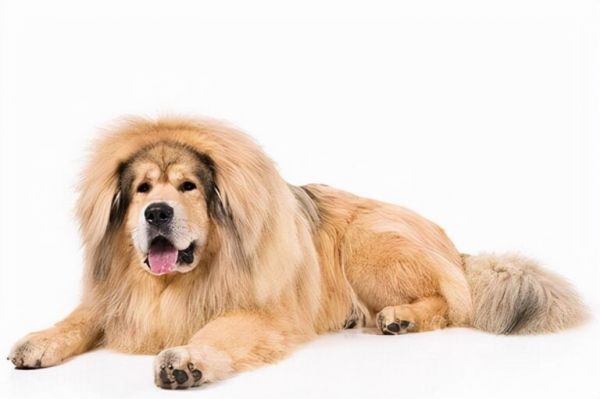 全球最昂贵的 16 个犬种