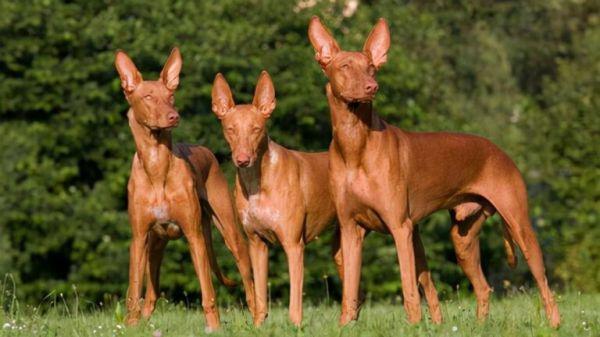 全球最昂贵的 16 个犬种
