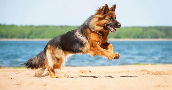 全球最昂贵的 16 个犬种