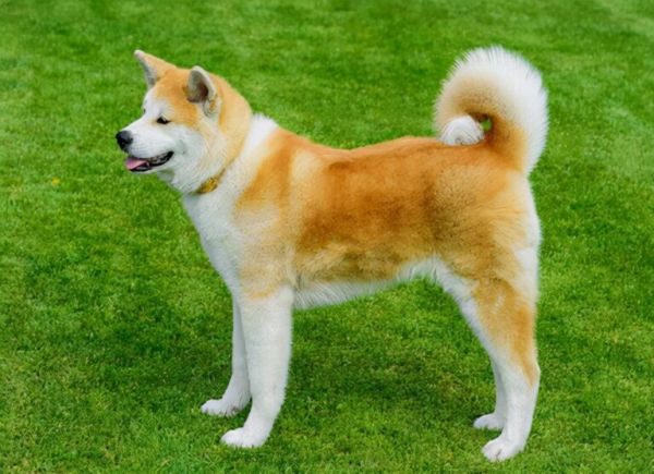 全球最昂贵的 16 个犬种