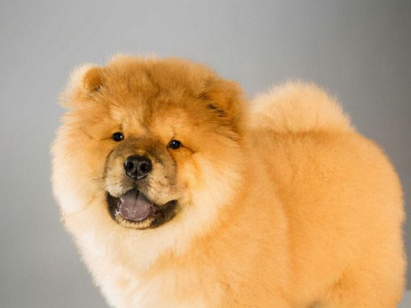 全球最昂贵的 16 个犬种