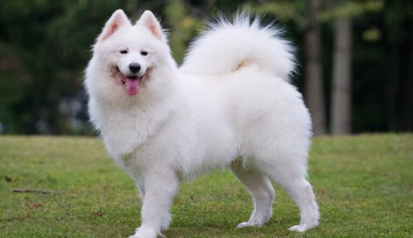 全球最昂贵的 16 个犬种
