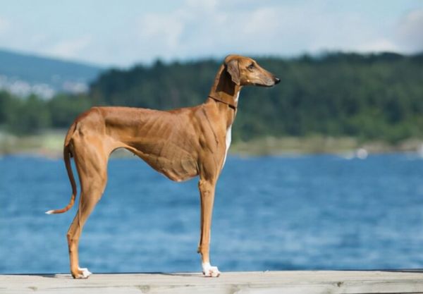 全球最昂贵的 16 个犬种