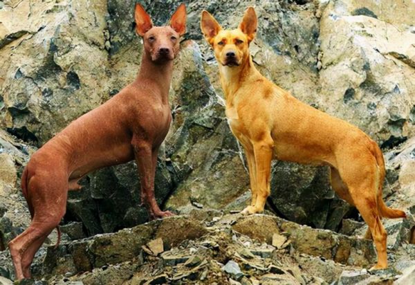 全球最昂贵的 16 个犬种