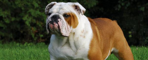 全球最昂贵的 16 个犬种