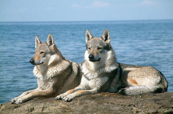 全球最昂贵的 16 个犬种